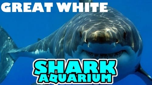 shark aquarium