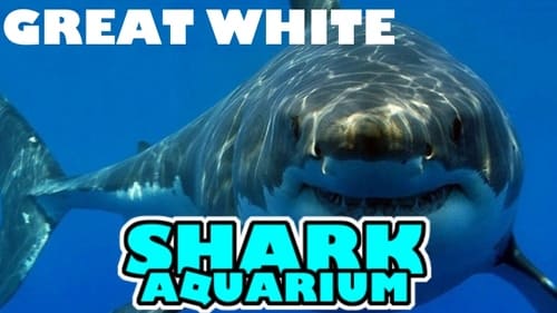 The 5 Best Jaws Games That Are Available On Roblox West Games - roblox shark life